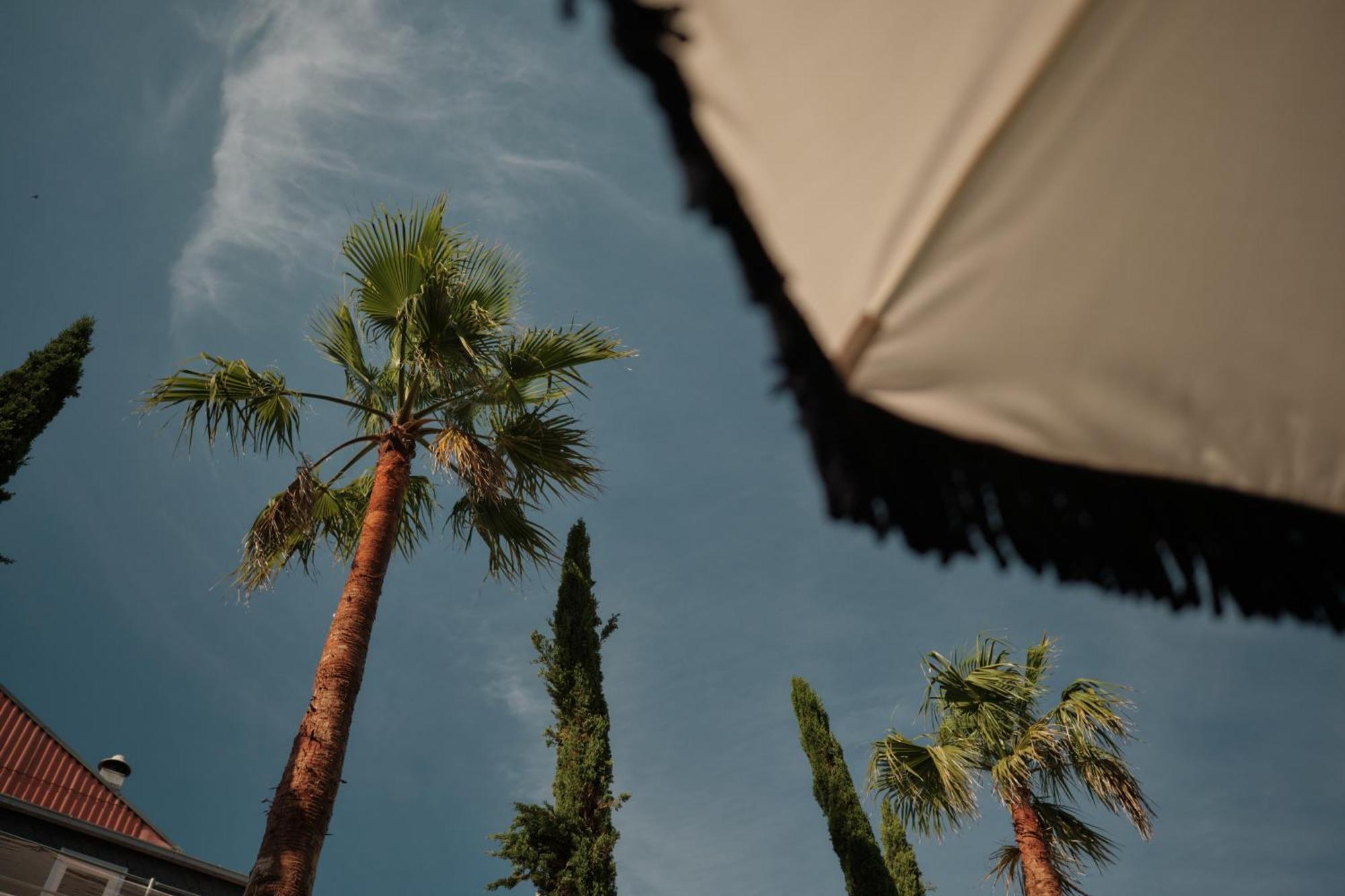 Ga Palace Hotel & Spa, A Xixth-Century Villa Porto Zewnętrze zdjęcie Palm trees in the city